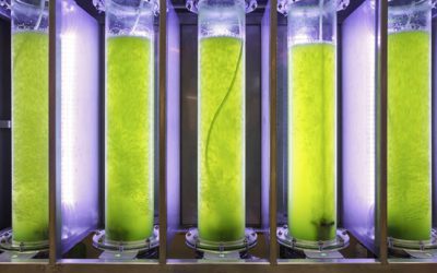 Photobioreactors for wastewater treatment and power generation