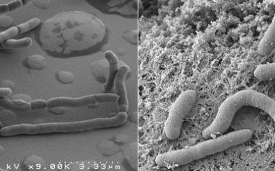 Microorganisms as Efficiency Indicators of Constructed Wetlands