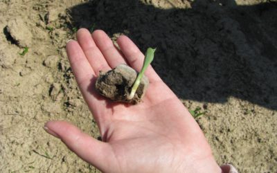 Sewage sludge is a useful raw material, not waste