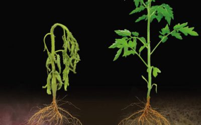 Nature’s pest control methods