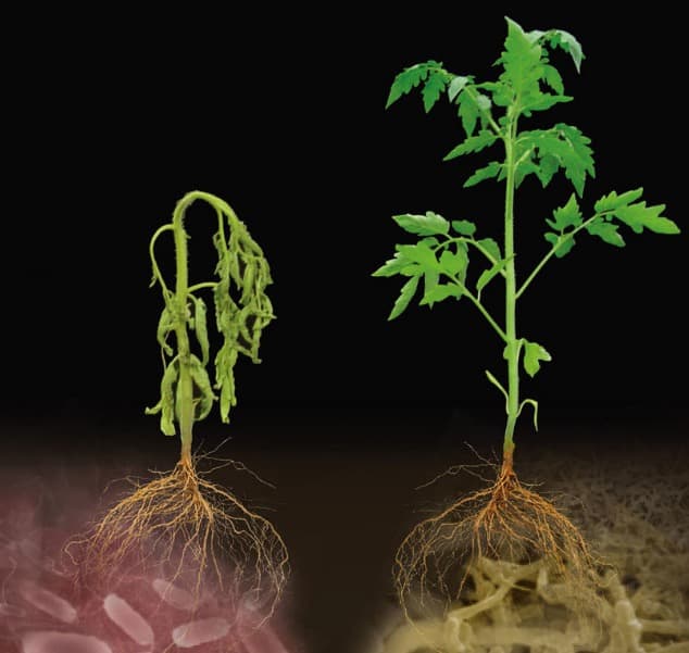 Кетут_Nature’s pest control methods_???1