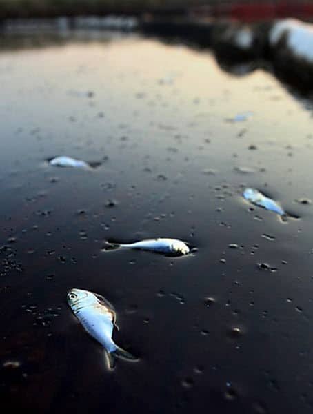 Water Pollution Modeling in terms of the Number of Aquatic Organisms