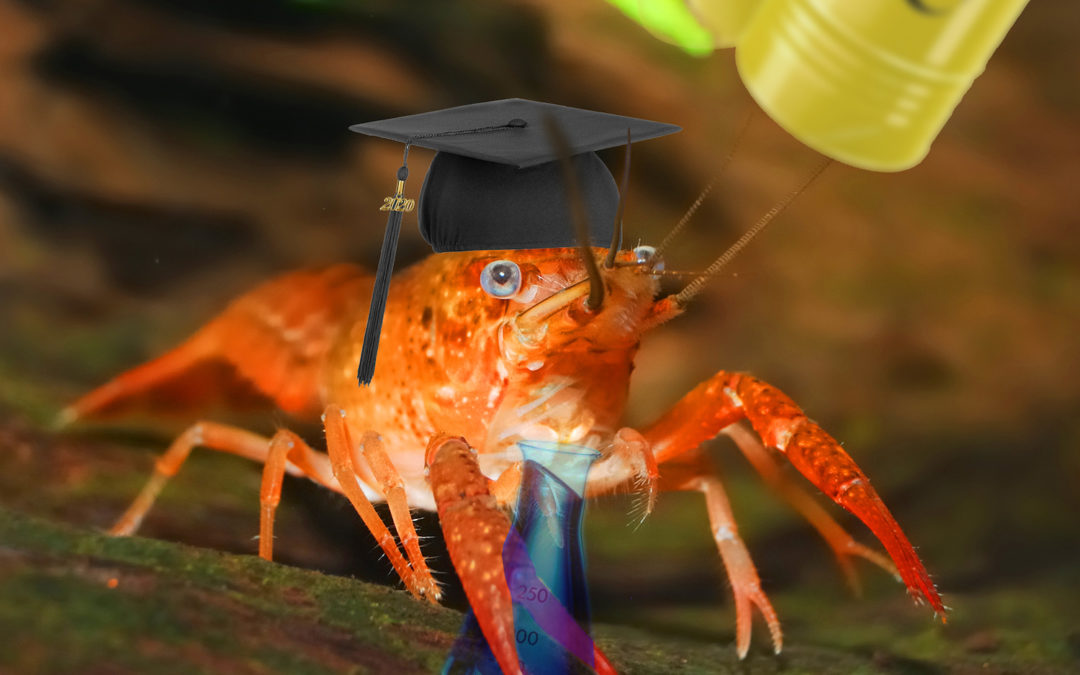 Animals can indicate water toxicity