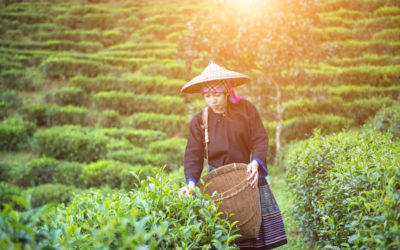 Organic food is not only tasty but also saves nature