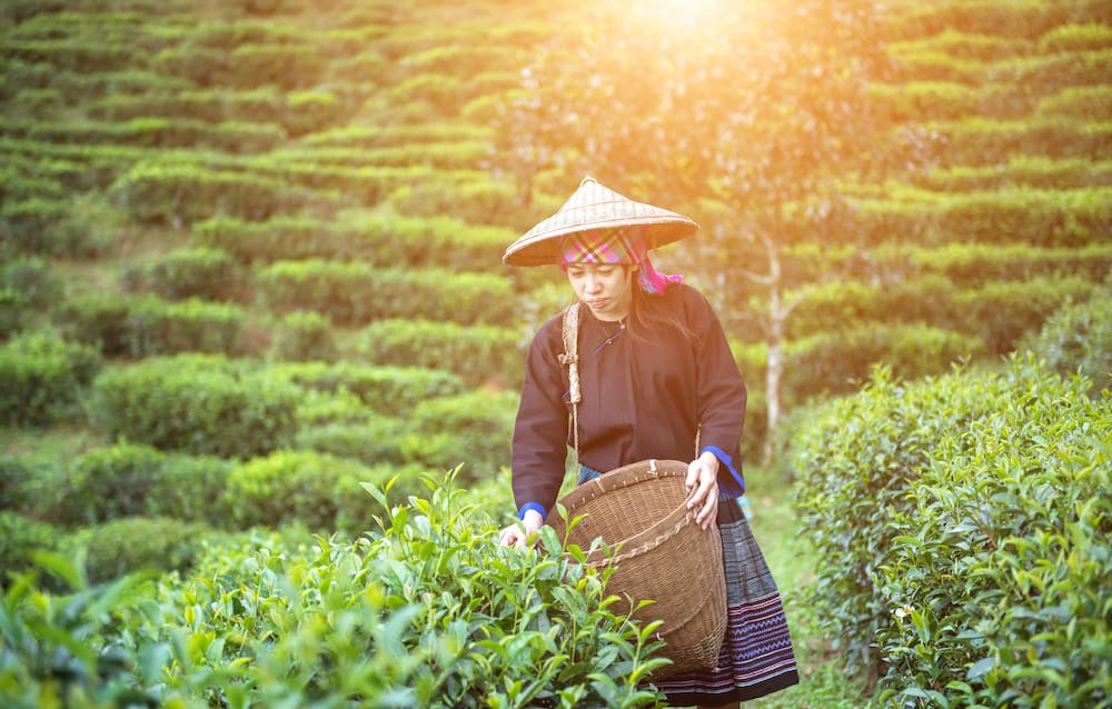 Asia women were picking tea leaves at a tea plantation