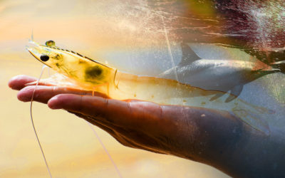 Gold veins found for aquaculture production