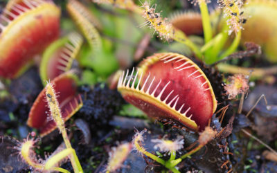 Protective plants instead of pesticides