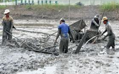 Shrimp farming in Vietnam