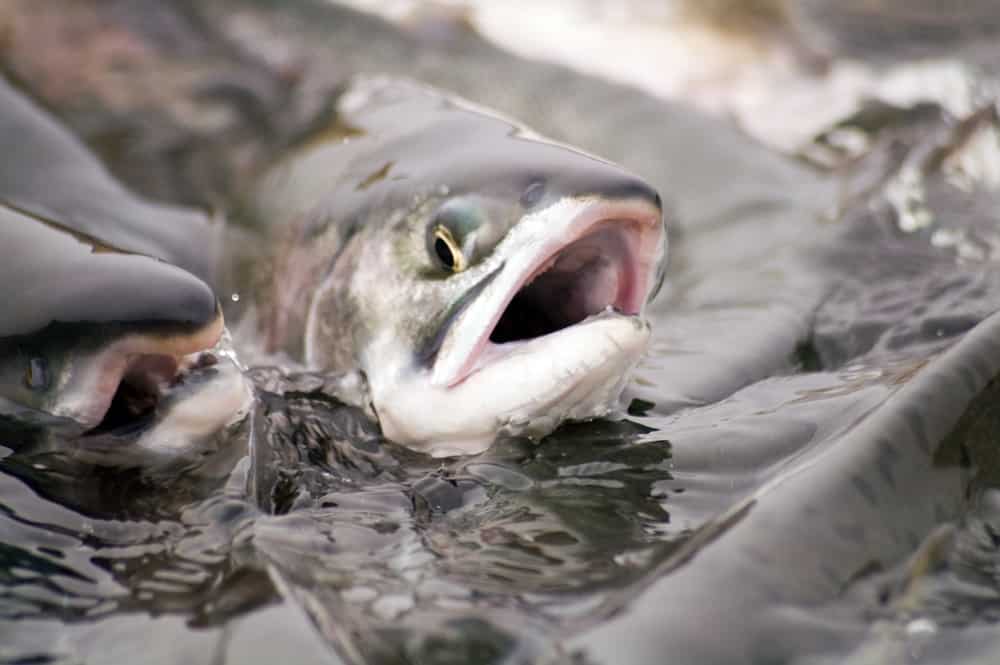 spawning salmon