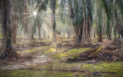 Sugar palm cultivation on agricultural lands in Indonesia saves soils, water and money